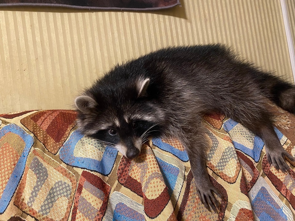 Две недели в поселке Тверской области искали домашнего енота. Сам пришел