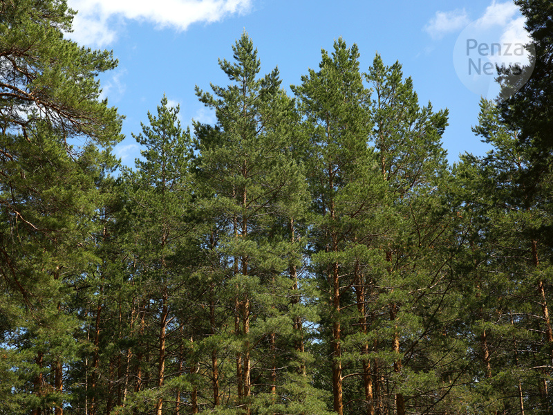    © Фото из архива ИА «PenzaNews»