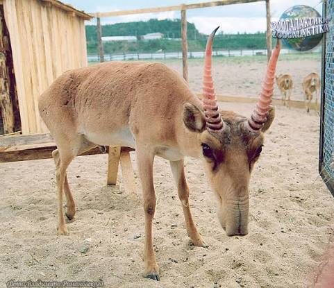 Сайгак — это парнокопытное млекопитающее из семейства полорогов, известное своим уникальным горбатым носом. Сайгак обитает в степях и полупустынях Евразии, в основном в Казахстане, России, Монголии, Узбекистане и Туркменистане. Это мигрирующий вид, который раньше находился под угрозой исчезновения из-за браконьерства, но его численность значительно восстановилась благодаря охране. 
