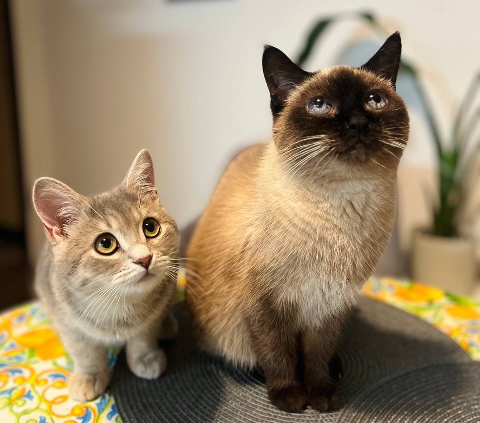    Некоторые питомцы попали в семьи из приютов