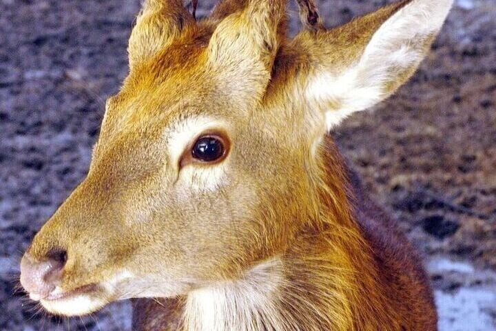 В Новосибирской области косули массово тонут на льду во время миграции