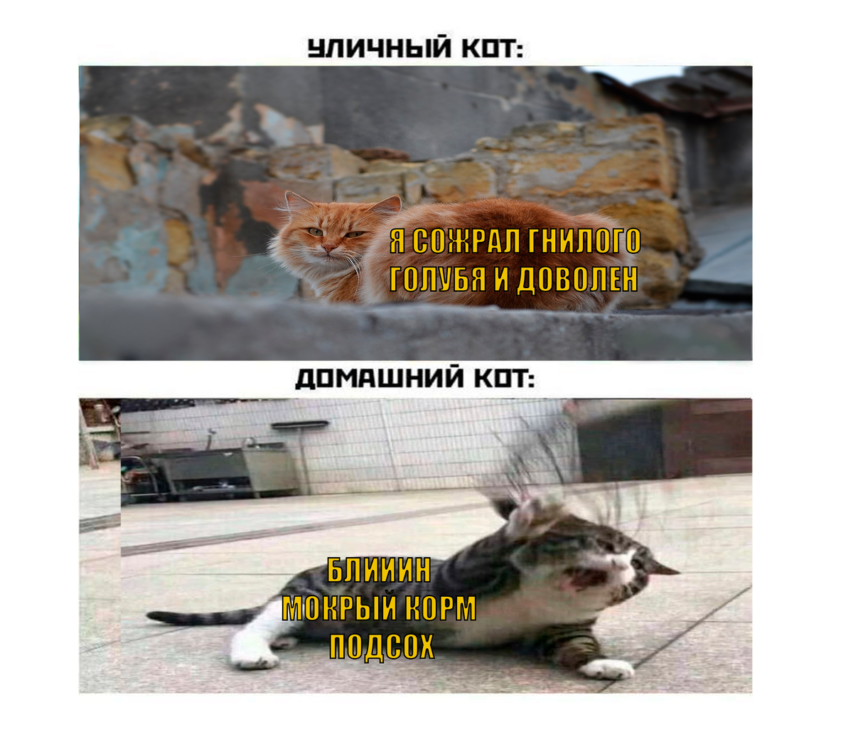 смешной мем, смейтесь