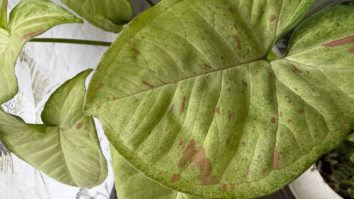 Сингониум "Конфетти"