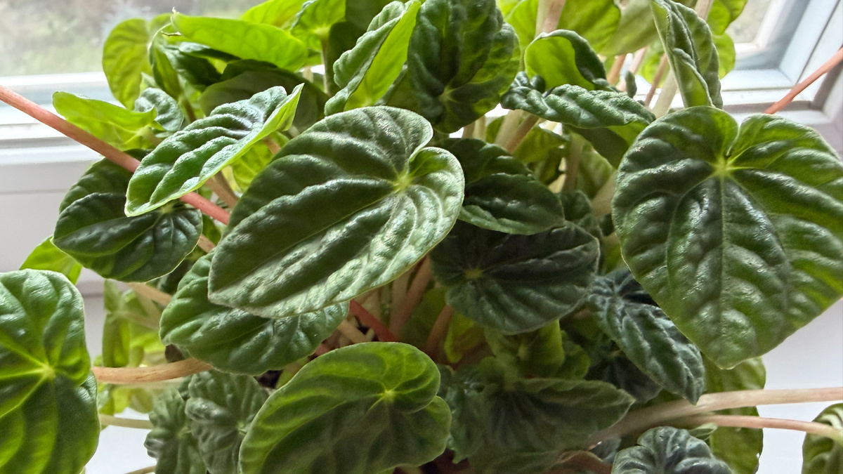 Пеперомия морщинистая Лилиан