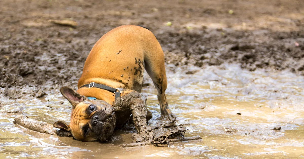 Собака валяется в грязи