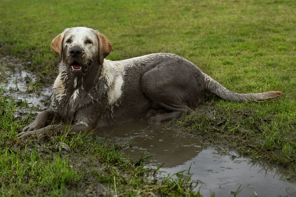 Лабрадор-ретривер в грязи