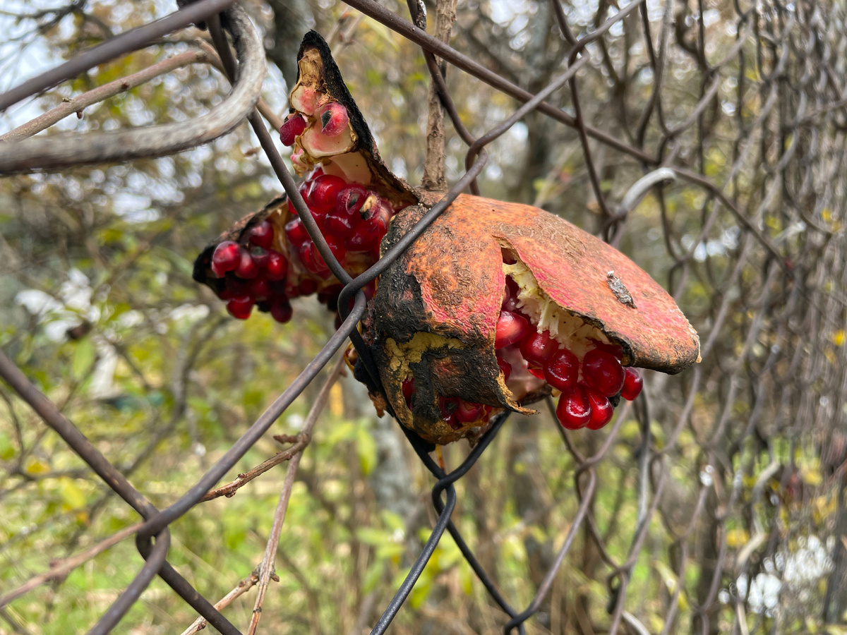 Застрял в заборе