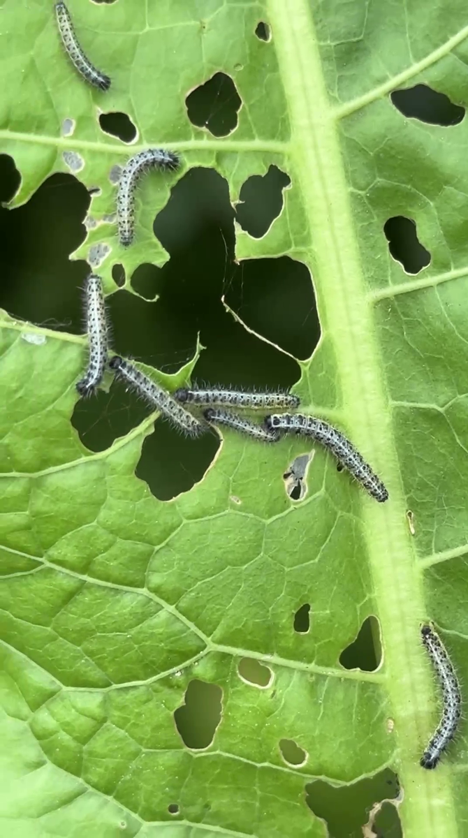 Рудбекия – канал про цветы. Листья хрена грызут.