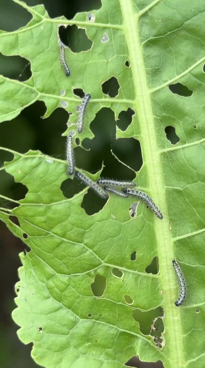 Рудбекия – канал про цветы. Очень сочный и вкусный хрен!