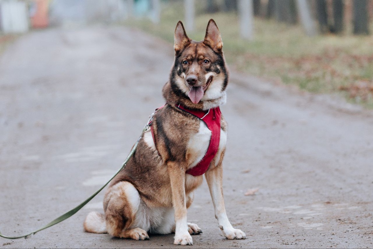 Кто узнает в этой звезде ту собаку?
