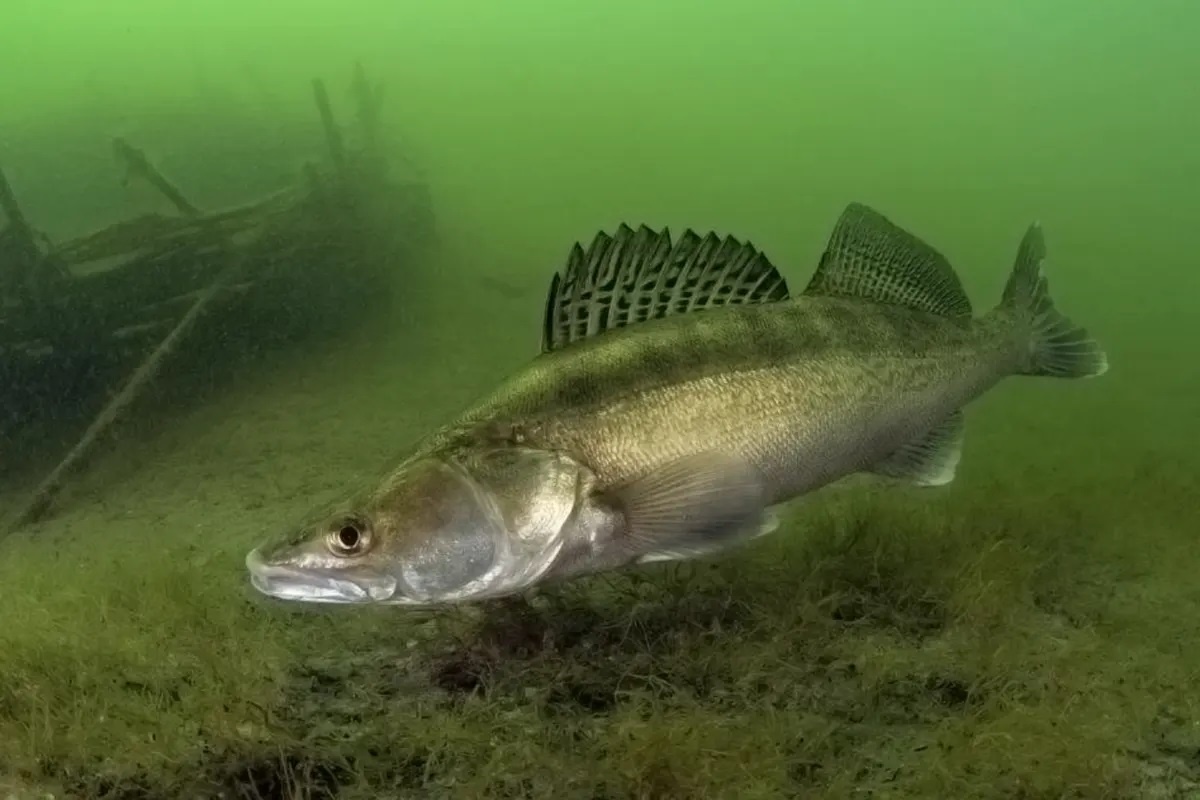 Фото с сайта: https://brestcity.com/blog/zapret-na-lov-sudaka-shtrafy