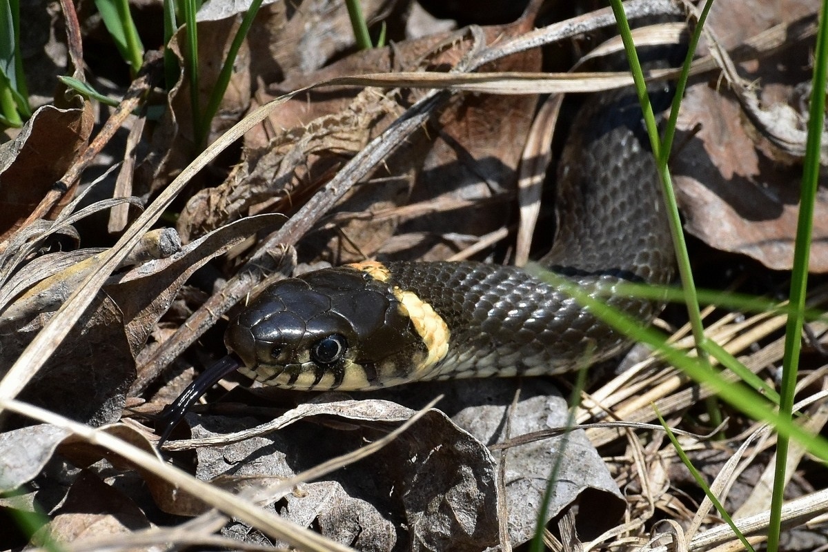 Фото с сайта: https://boginskiy.ucoz.ru/news/naturalisticheskaja_progulka_6/2021-05-08-69