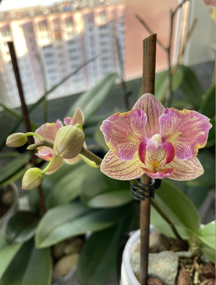 Орхидея фаленопсис Phalaenopsis I-Hsin Confetio '437'. Орхидеи С Еленой Кузнецовой