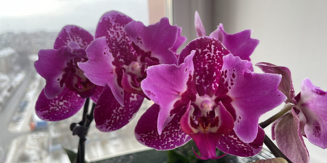 Неизбежная ошибка ПРИРОДЫ. Ужасно красивые цветы орхидеи