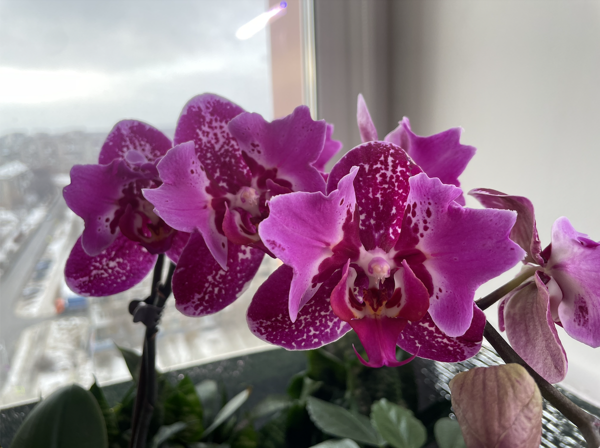 Орхидея фаленопсис БИНТИ пелор. Орхидеи С Еленой Кузнецовой