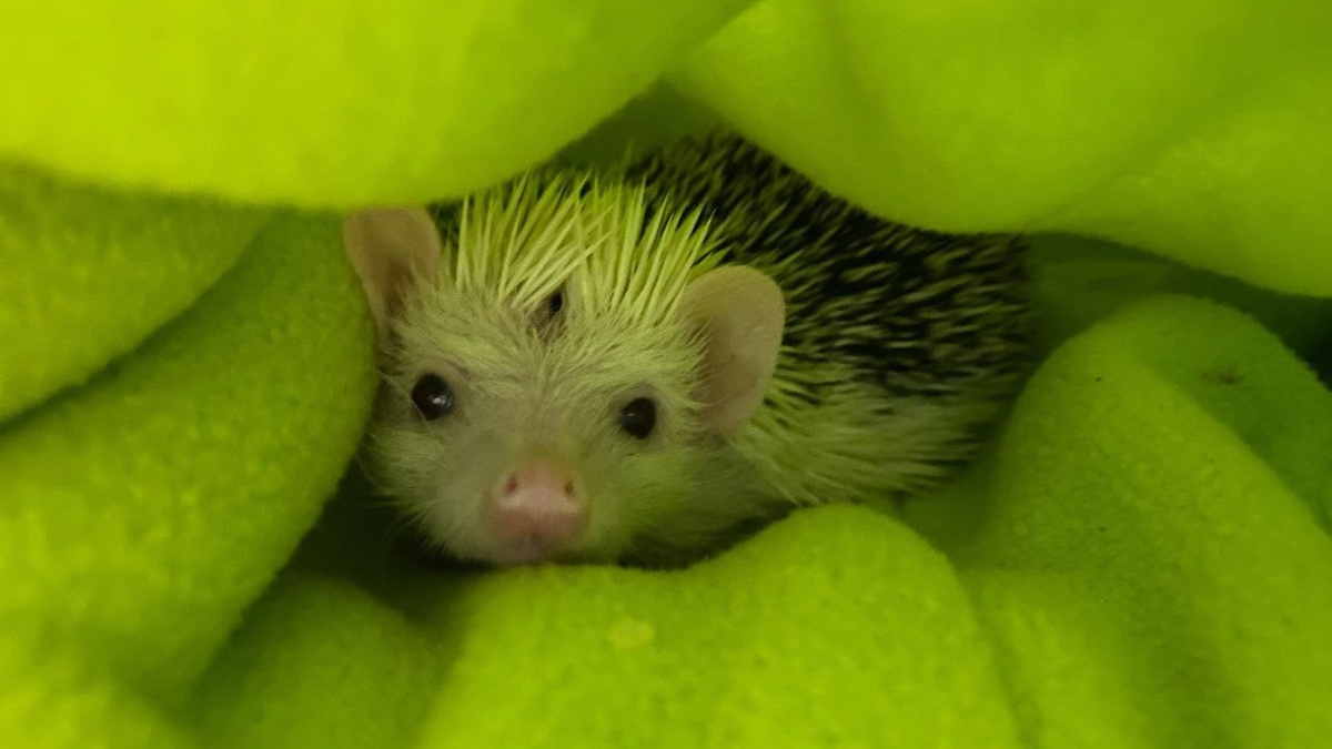     «Постньюс»