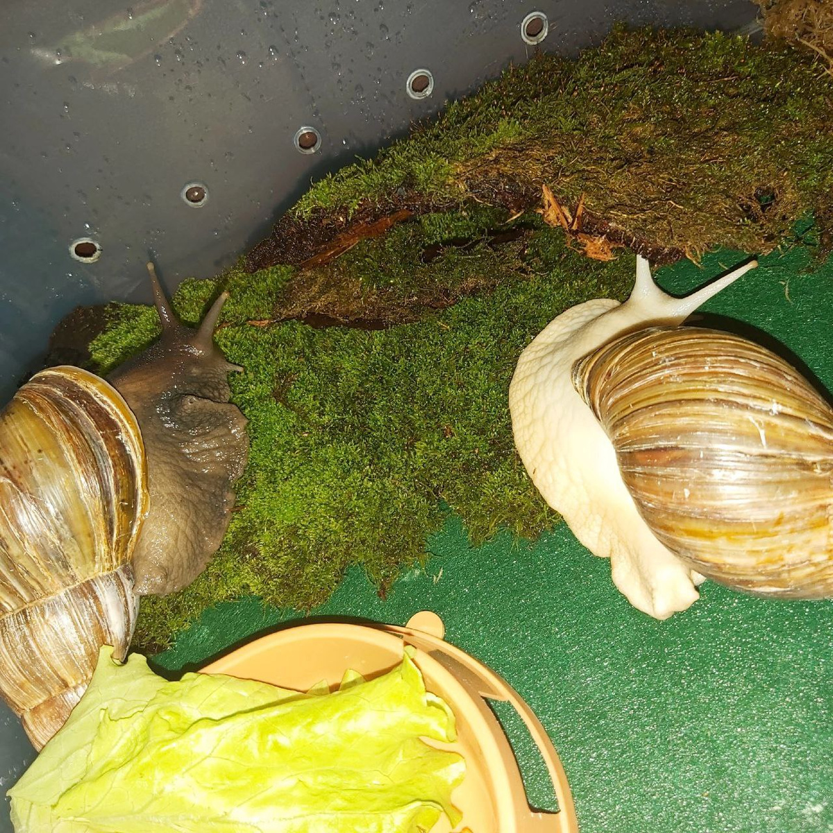     «Постньюс»