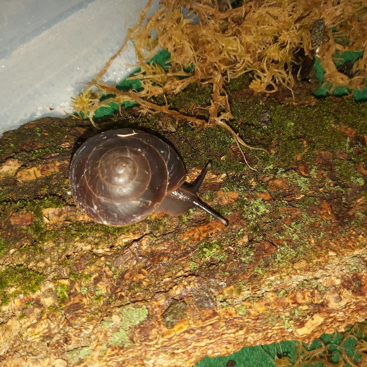     «Постньюс»