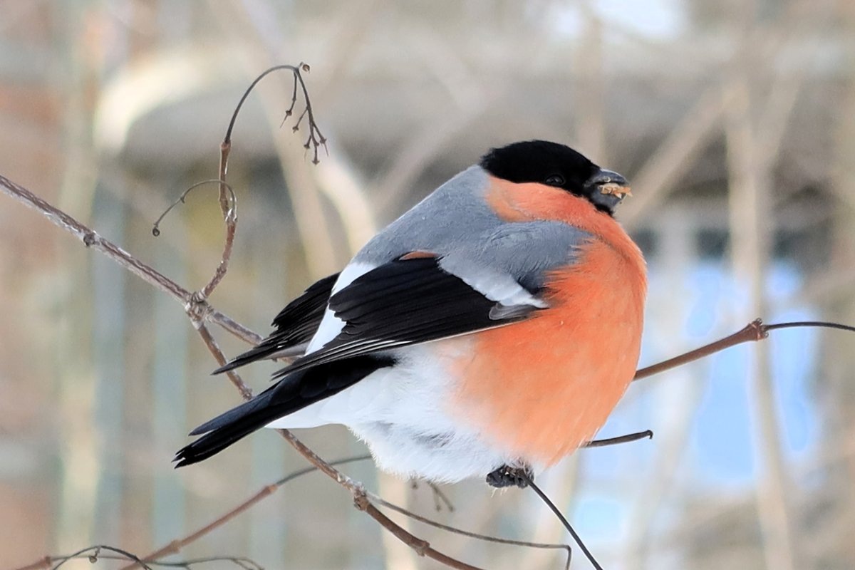 Фото с сайта: https://rtraveler.ru/photo/1449092/?tag_photos=snegir