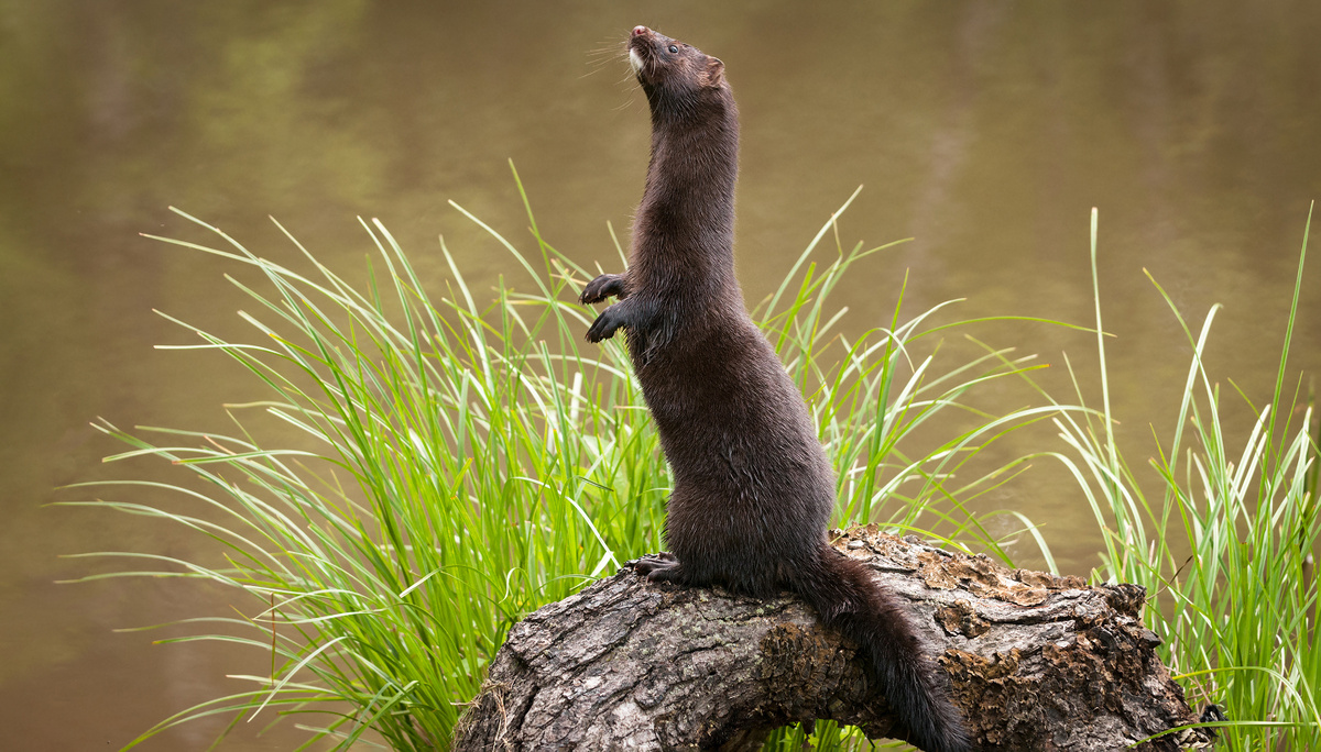     Фото: Holly Kuchera/Shutterstock/FOTODOM Американская норка разоряет гнезда, расположенные на земле и в прибрежных кустах. В Астраханском заповеднике фиксировали случаи, когда один зверек уничтожал до 20% кладок в колониях крачек и других околоводных птиц