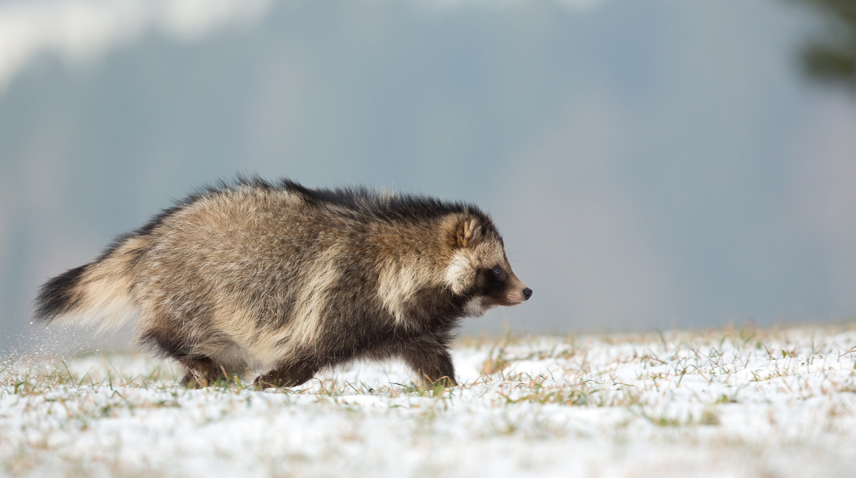     Фото: Milan Zygmunt/Shuttersstock/FOTODOM На новых территориях пришелец наносит удар по местной фауне, в первую очередь — по гнездящимся на земле птицам