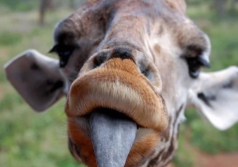 Удивительный язык жирафа: анатомия, функции и общение