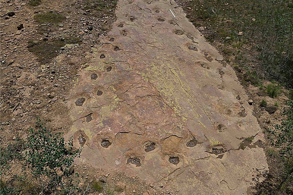     Фото: Dr Paul Murphey/University of Queensland