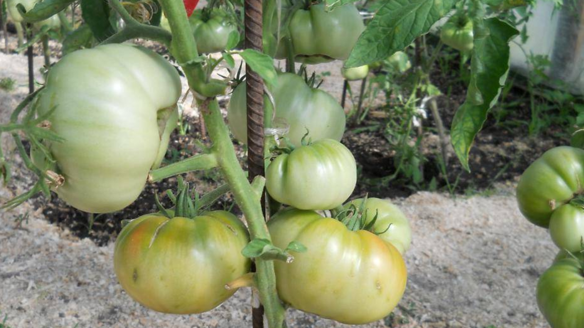 Малиновое чудо раннее