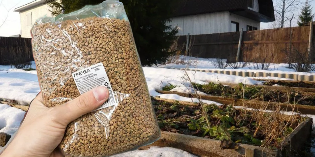 3 крупы из магазина заменяют мне тонну навоза. Раскидываю зимой по снегу, весной удобрения не покупаю