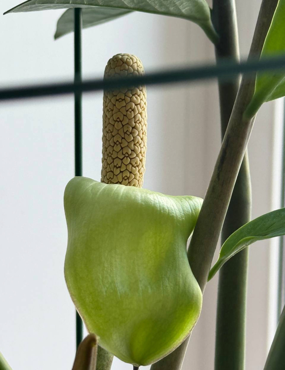 Цветение Замиокулькаса