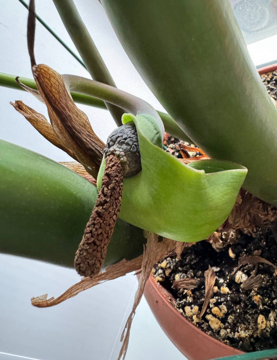 Цветение замиокулькас