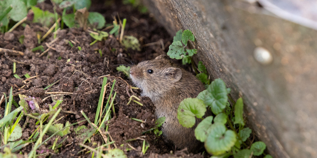 Увидя их, мыши сбегут к соседям: 7 растений, которые прогонят грызунов с участка. В 2026 году сажать обязательно