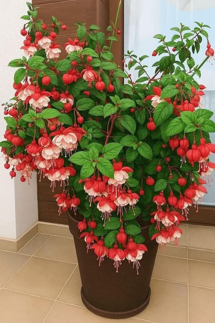 Фуксия. Источник фото Pinterest