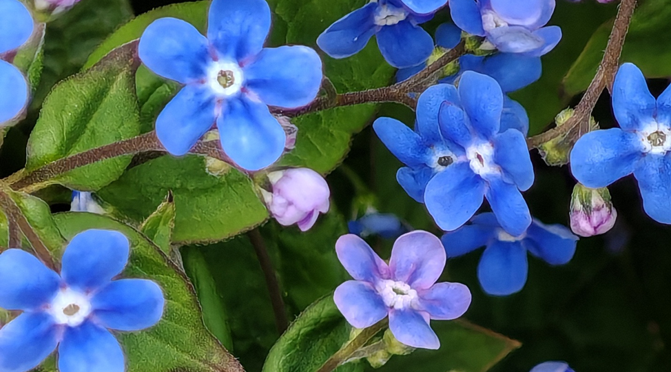 Незабудки для мамы. Результат плавания, прочие увлечения.
