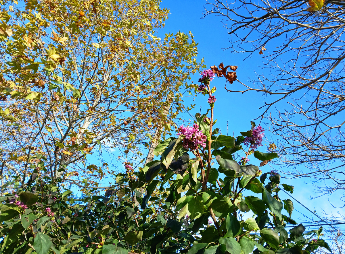 Сирень в ноябре. Фото автора
