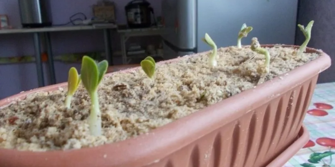 Соседка-кореянка поделилась народным способов выращивания огурцов. Попробовал – впервые собрал столько урожая