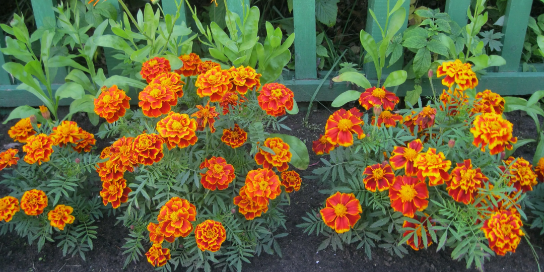 Бархатцы «душат» урожай: 7 мест, куда не стоит их сажать. От плодоносящих грядок ничего не останется