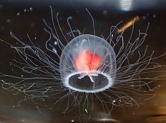 Turritopsis dohrnii — вид биологически бессмертных медуз, обитающих во всём мире, в водах умеренного и тропического климата. Это один из немногих известных случаев, когда животное способно полностью вернуться к стадии неполовозрелой колонии после достижения половой зрелости как одиночная особь.Вместо традиционной смерти, взрослая медуза изменяет свой жизненный цикл. Она сжимается, образуя так называемую «цистосферу,» которая крепко прикрепляется к морскому дну и развивается в нового полипа. Затем этот полип порождает миниатюрные медузы, и этот процесс продолжается в бесконечном цикле.