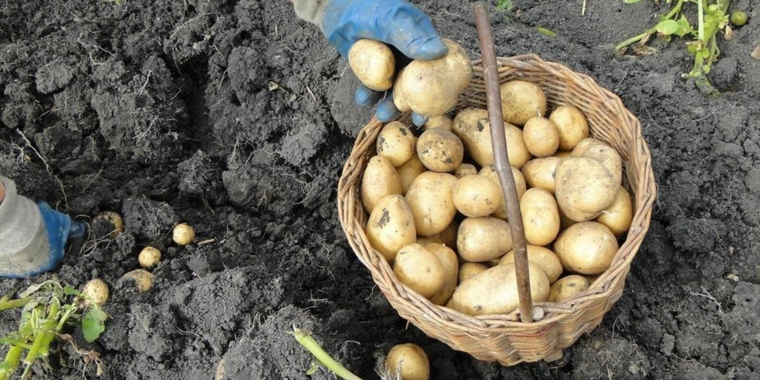 Купил 1 ведро, а выкопал 270 килограмм картошки. Урожайные сорта, которые ещё и вкусом великолепны