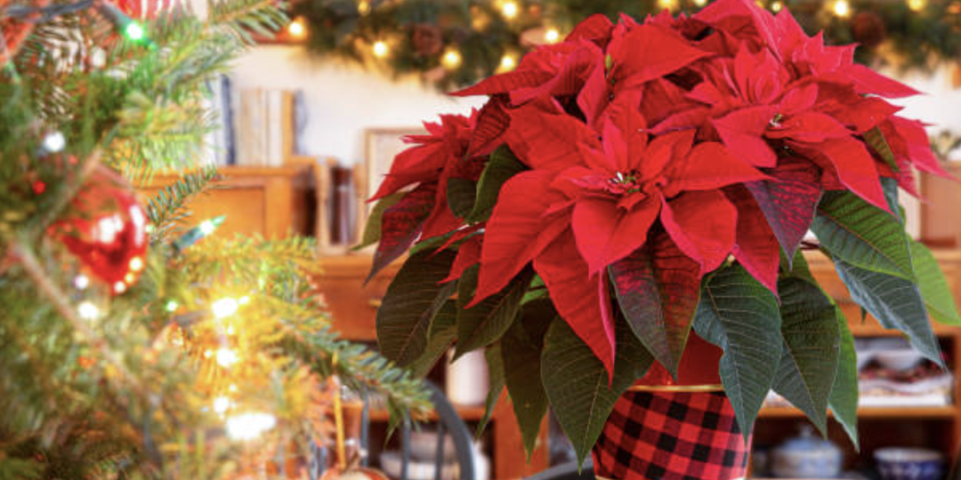 Пуансеттия: как выбрать и ухаживать после покупки.