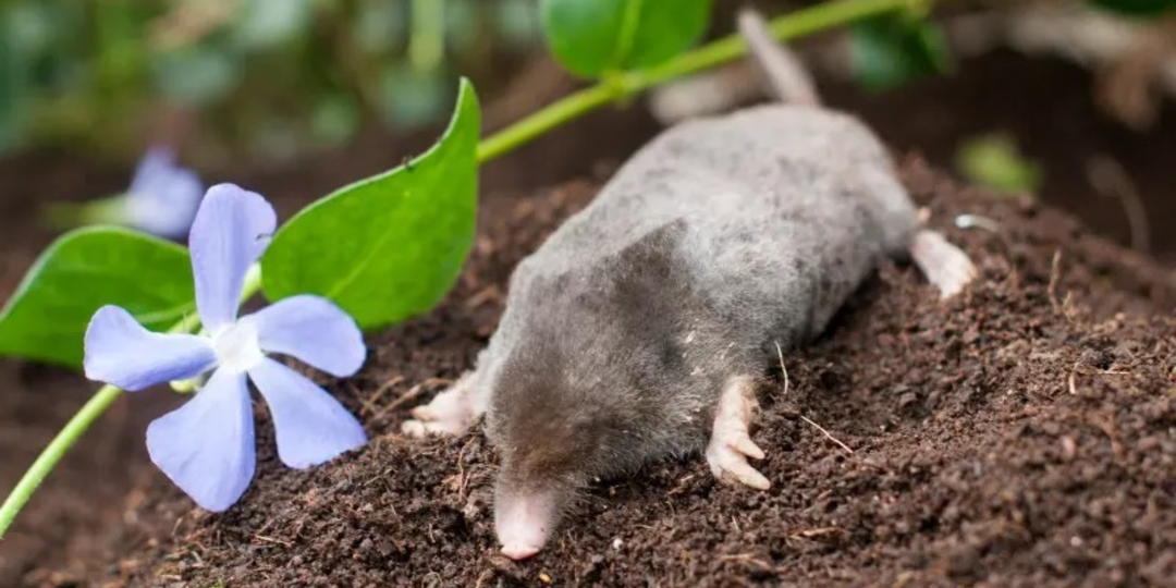 Сажаем 1 раз и на долгие годы забываем про кротов: 5 многолетников, которых боятся кроты