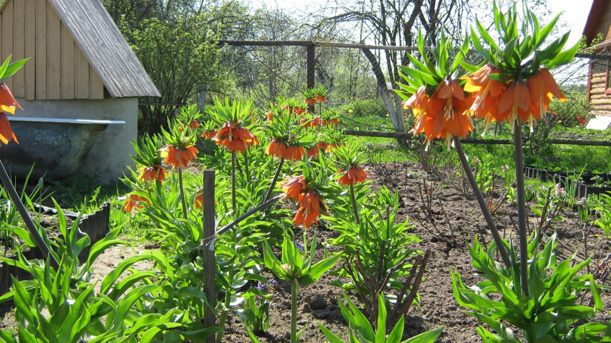 Рябчик императорский