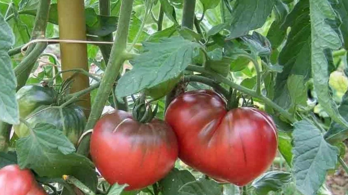 Бычье сердце