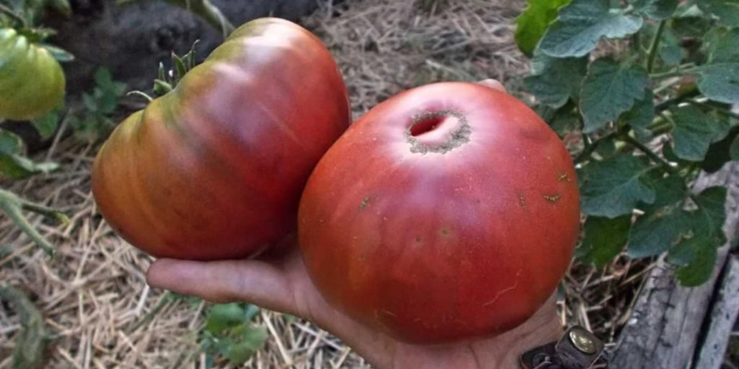 9 сортов томатов, за которыми дачники уже стоят в очередях. Вкуснее мяса, урожайность бешенная