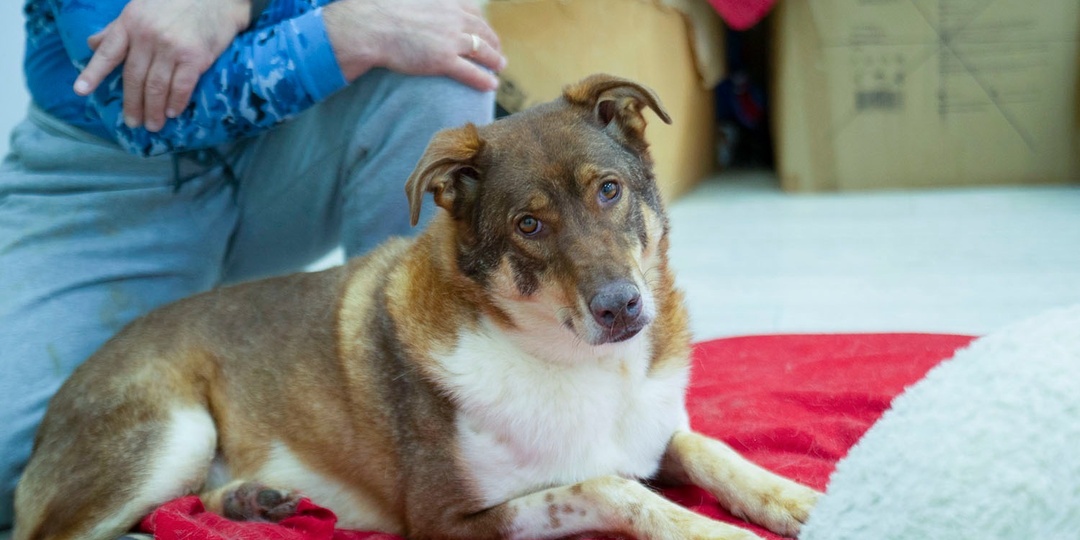 Шафран ищет дом!