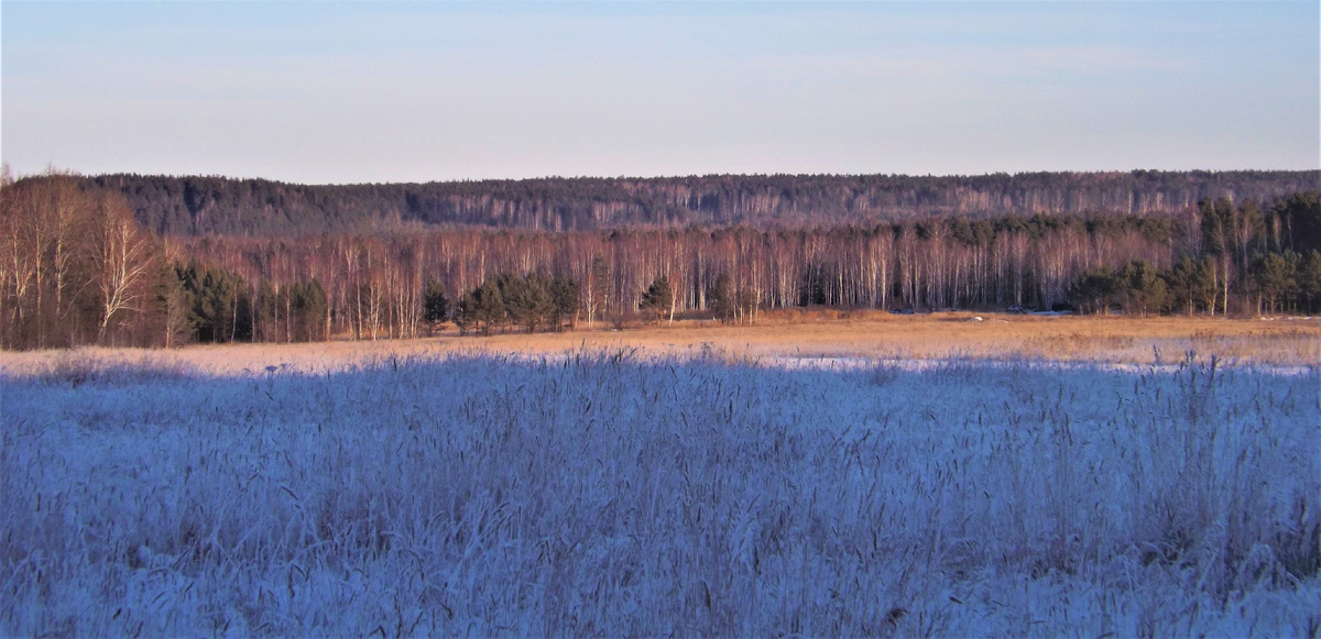 Кургановские леса
