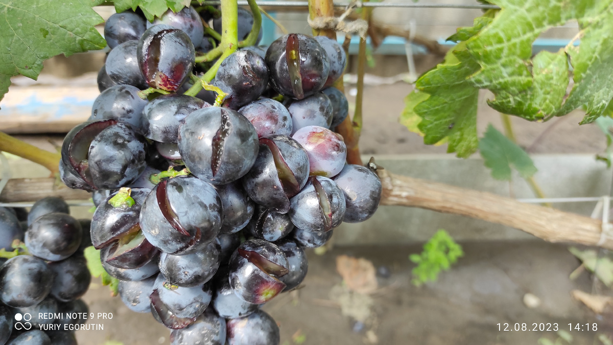 Вот такой треск ягод на этой ГФ.