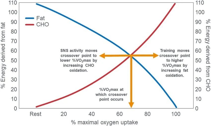 График "точки перемещения" когда организм меняет источник топлива с углеводов на жиры, относительно показателя VO2max