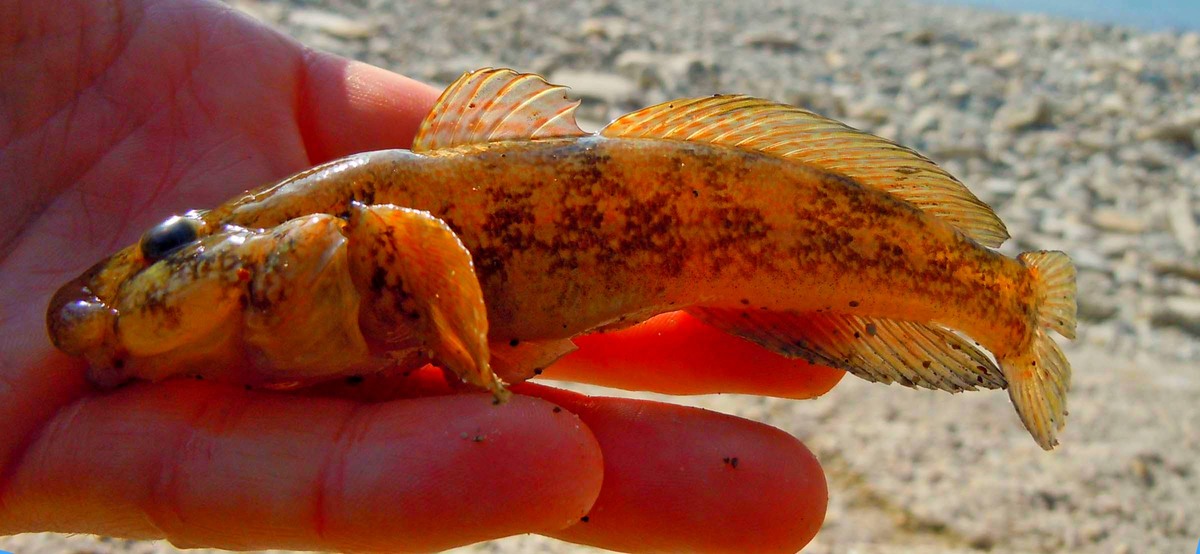 Бычок-губан.