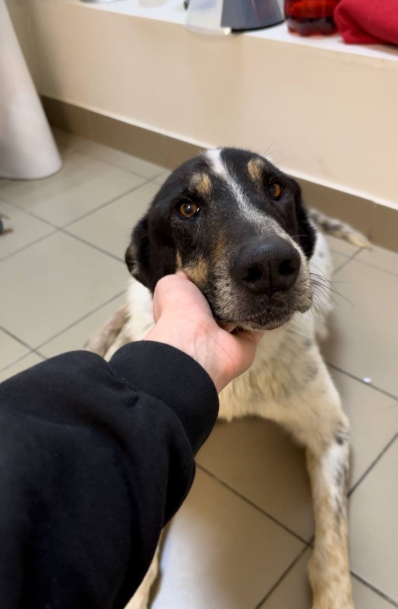    Это Тайсон — подопечный Натальи Засенко, нуждающийся в помощи